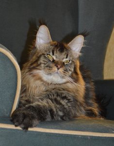 Oskar