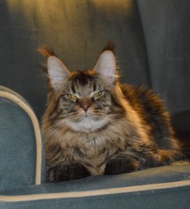 Oskar
