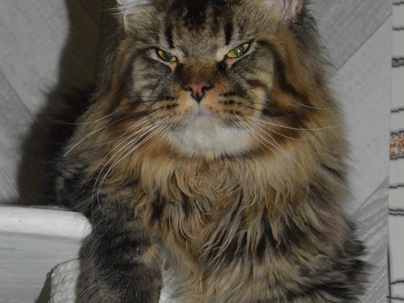 Maine Coon kitten Черный тигровый MCO n 23 Boy