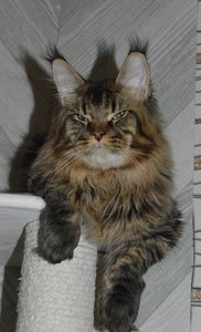 Oskar