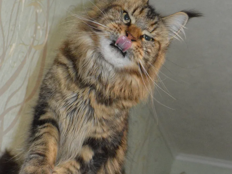 Maine Coon kitten Черный мрамор MCO n 22 Girl