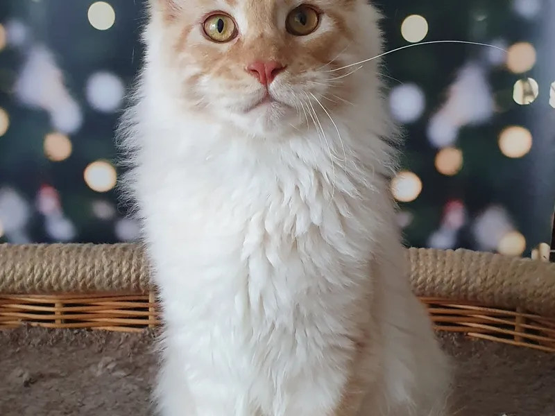 Maine Coon kitten Красный дым MCO ds  Boy