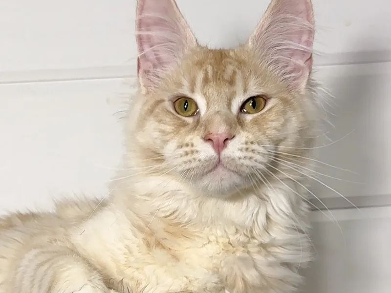 Maine Coon kitten Красный серебрянный тигровый MCO ds 23 Boy