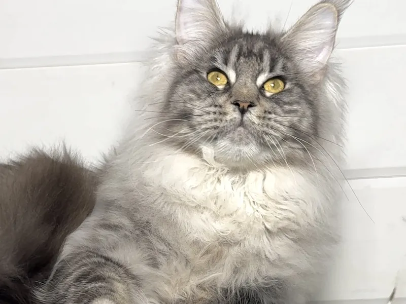 Maine Coon kitten Черный тикированный на  серебре MCO ns 25 Boy