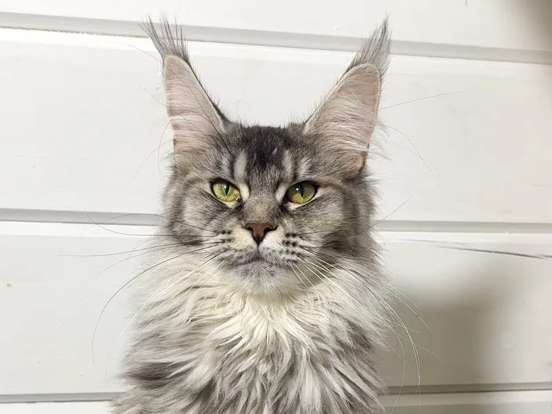 Maine Coon kitten Черный черепаховый  тикированный  на сербер MCO fs 25 Girl