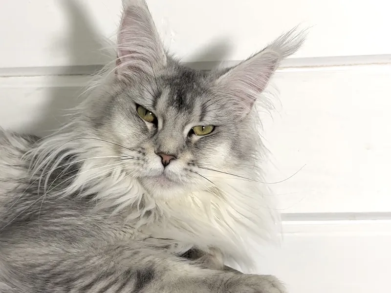 Maine Coon kitten Черный тикированный на  серебре MCO ns 25 Girl