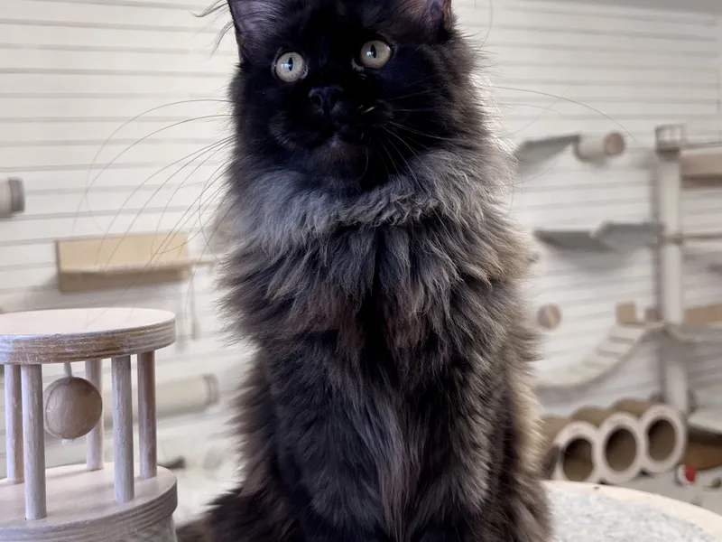 Maine Coon kitten Черный MCO n  Girl