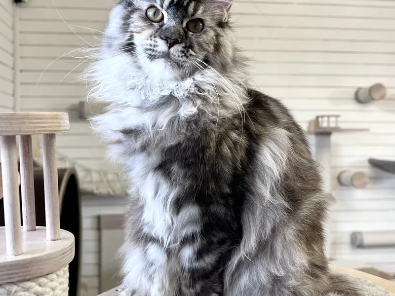 Maine Coon kitten Черепаховый серебрянный тигровый MCO fs 23 Girl