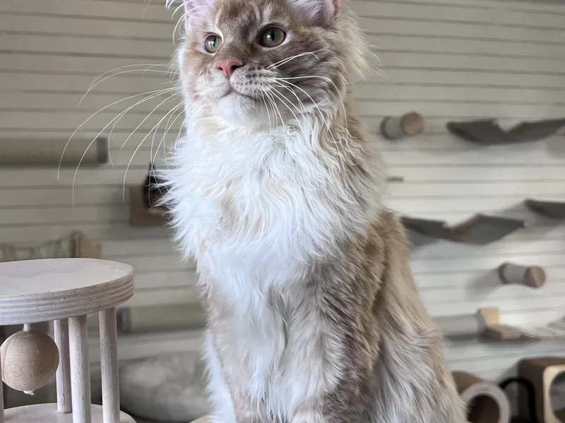 Maine Coon kitten Красный тикированный  на  серебре MCO ds 25 Boy