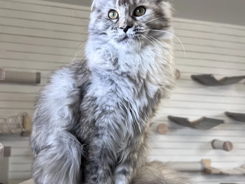 Maine Coon kitten Черный черепаховый  тикированный  на сербер MCO fs 25 Girl