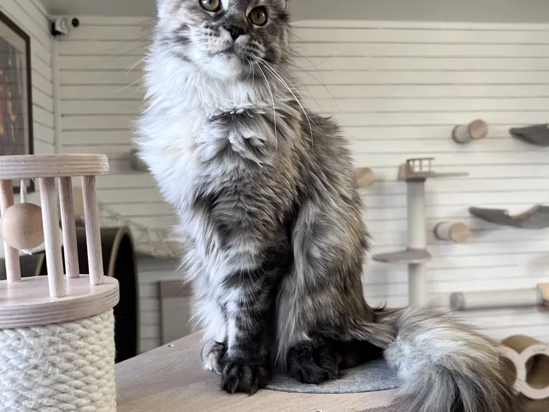 Maine Coon kitten Черепаховый серебрянный мраморный MCO fs 22 Girl