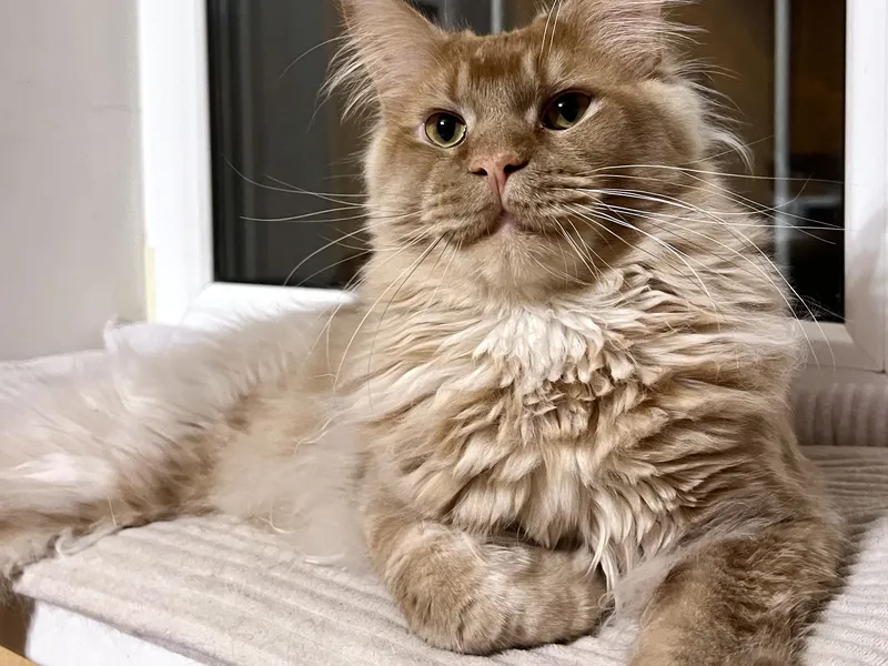 Maine Coon kitten Красный MCO d Boy