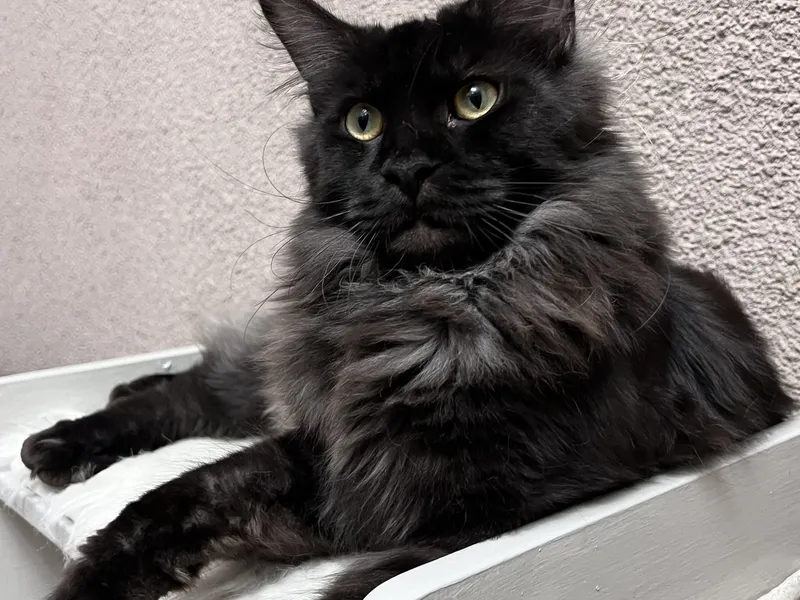 Maine Coon kitten Черный дым MCO ns  Boy