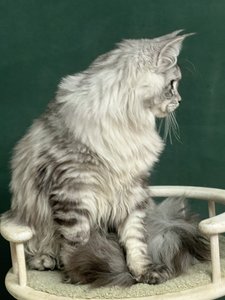 MIGHTY KING
