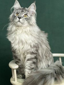 MIGHTY KING