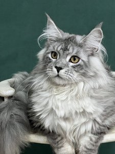 MIGHTY KING