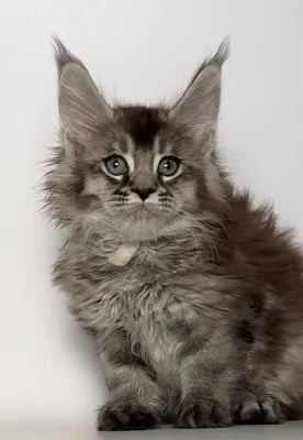 Maine Coon kitten