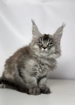 Maine Coon kitten