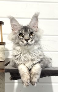 Fernando