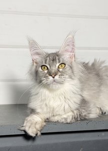 Gia