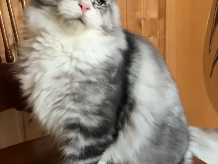 Maine Coon kitten Черный белые пятна на лапках и/или груди MCO ns 22 09 Boy