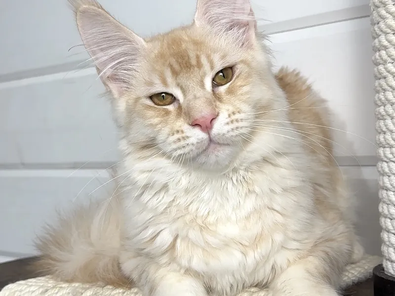 Maine Coon kitten Красный тикированный  на  серебре MCO ds 25 Boy