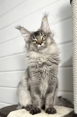 Maine Coon kitten