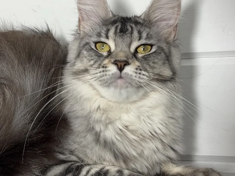 Maine Coon kitten Черный серебрянный тигровый MCO ns 23 Girl