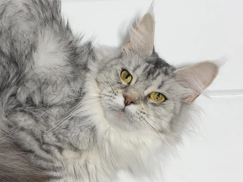 Maine Coon kitten Черный серебрянный тигровый MCO ns 23 Girl