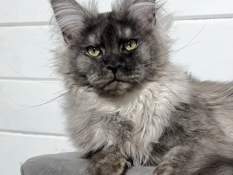 Maine Coon kitten Черный дым MCO ns  Boy