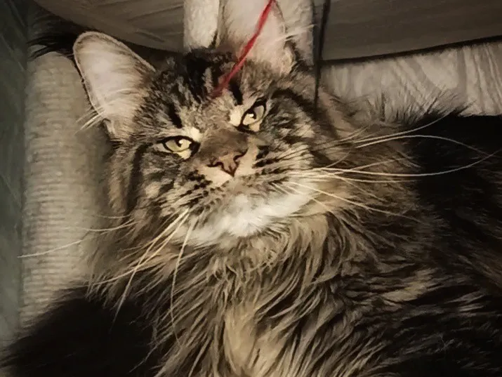 Maine Coon kitten Черный тигровый MCO n 23 Boy