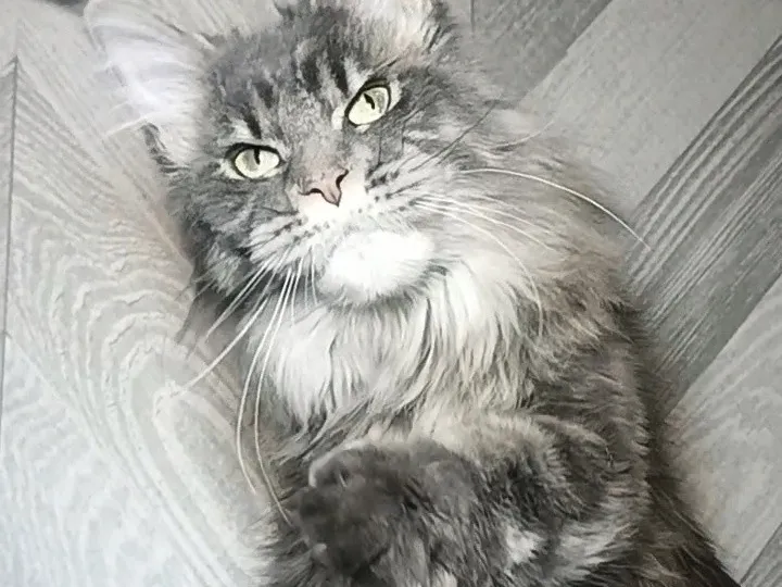 Maine Coon kitten Голубой серебрянный мраморный MCO as 22 Boy